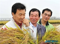 벼 이삭 물어보는 손학규 대표