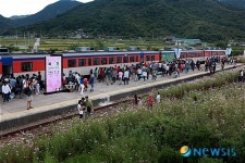 하동 북천코스모스 메밀꽃 축제 막 내려