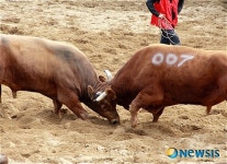 창녕 민속 소싸움 대회, 공격하는 싸움소