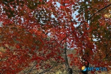 깊어가는 가을, 단풍으로 물든 강원도 방태산