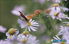단양쑥부쟁이에 날아든 나비와 벌