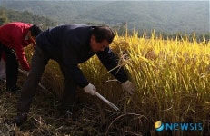 벼배기 나선 고려대총장
