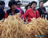 인삼이 청계천에 나타났어요