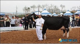 칠곡군 대흥목장 선형심사 최우수목장