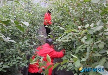 정읍영원 블루베리 농장 체험장 인기