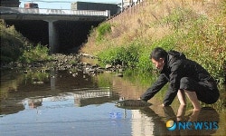 울산 무거천에도 연어 회귀…길을 잃은 듯