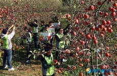 흥청망청 축제 대신 농촌봉사 구슬땀