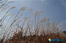 가을 바람을 타고 흔들리는 갈대들