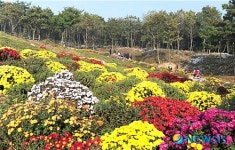 국화꽃 만발한 미당시문학관 주변