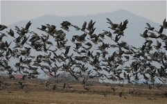 철새떼들의 멋진 기상