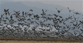 아름다운 장관을 연출하는 철원평야 철새떼
