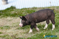 진주 산업대 한국최초 다산 버크셔 개발