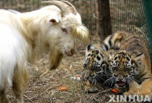 우린 염소 엄마가 싫어요