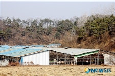 안동 구제역 발생 최초 농가