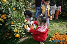 제주 어린이 감귤 따기