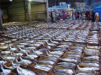 18~19일 거제서 대구수산물축제