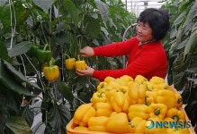 비타민의 보고 파프리카