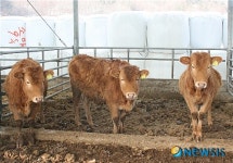 [3일오전10시출고요망]세쌍둥이 암소 “구제역 물럿거라!”