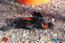 美 아칸소주, 원인불명 새 떼죽음