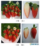 경북도농업기술원, 딸기 신품종 2종 보급