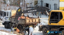 AI 발병, 반경 500m 내의 양계농장 닭도 살처분