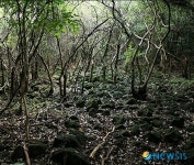 제주 곶자왈 산책로