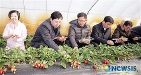 밀양 통일딸기 수확하는 김두관 도지사