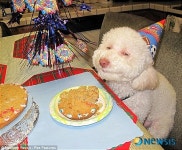 美 웃는개…생일은 행복해