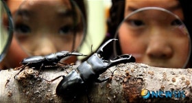 사슴벌레 신기해요!