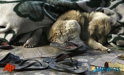 동병상련, 노숙 어린이와 떠돌이 개