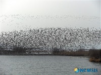 화순 지석천 가창오리떼