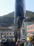 남해군, 바다 로또 밍크고래 잡혀