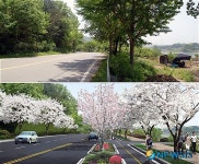 대덕구, 대청댐주변 보행환경개선사업 순항