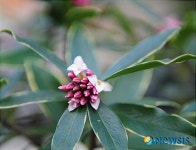 천리 간다는 천리향꽃