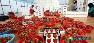 불티나는 하트(♡)딸기