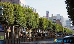 가로수 관리에도 전문가 투입