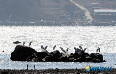 바위섬과 백로들