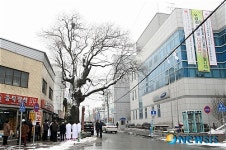 진천 회화나무 수호신제