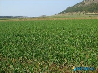 양파 표준거래단위로 유통해야