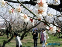 보해, 구제역으로 매화사진촬영대회 취소