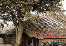 동백나무가 있는 풍경