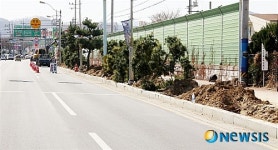 밀양시 내이동, 가로수 느티나무로 새 단장