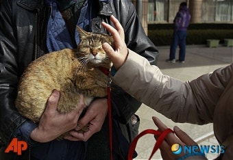 부산 오피스텔에서 고양이에 의한 화재 발생, 인명피해 없어