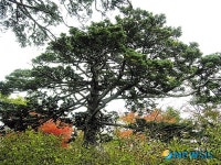 지리산 우리 숲 큰 나무 출판