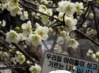 이름표 붙은 매화나무