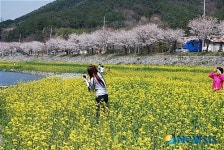 보령, 주산 벚꽃축제 13일 개막