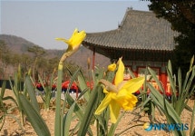 춘천 현지사에 찾아 온 봄