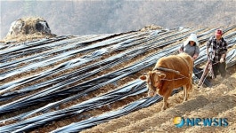 재너머 사래 긴 밭을 언제 갈려 하나니