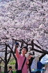 경화역에서 벚꽃 인증샷