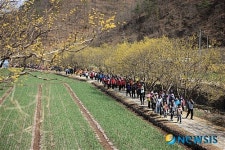 의성 산수유 꽃길 걷기